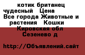 котик британец чудесный › Цена ­ 12 000 - Все города Животные и растения » Кошки   . Кировская обл.,Сезенево д.